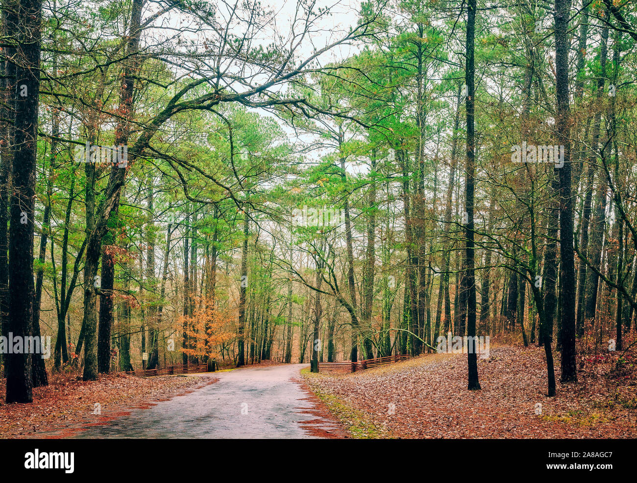 A wet road leads up the hillside at Jeff Busby State Park, located along the Natchez Trace Parkway near Ackerman, Mississippi. Stock Photo