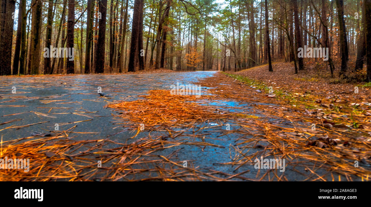 Pine straw lays on a wet road leading up the hillside at Jeff Busby