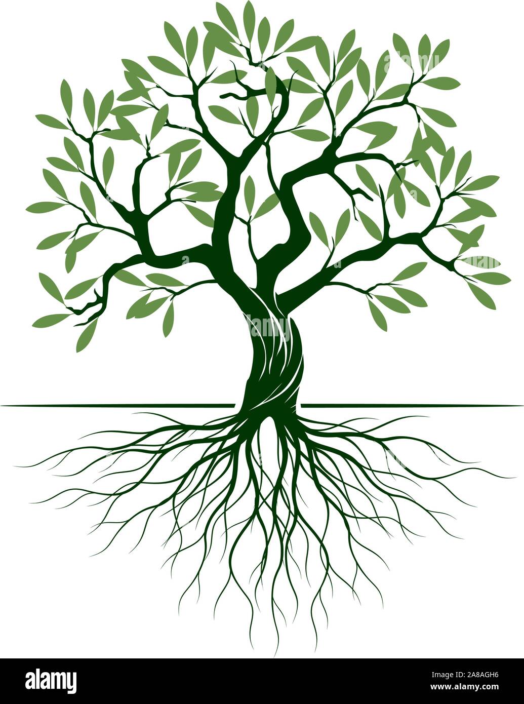 Green Olive Tree with Roots on white background. Vector Illustration and concept pictogram