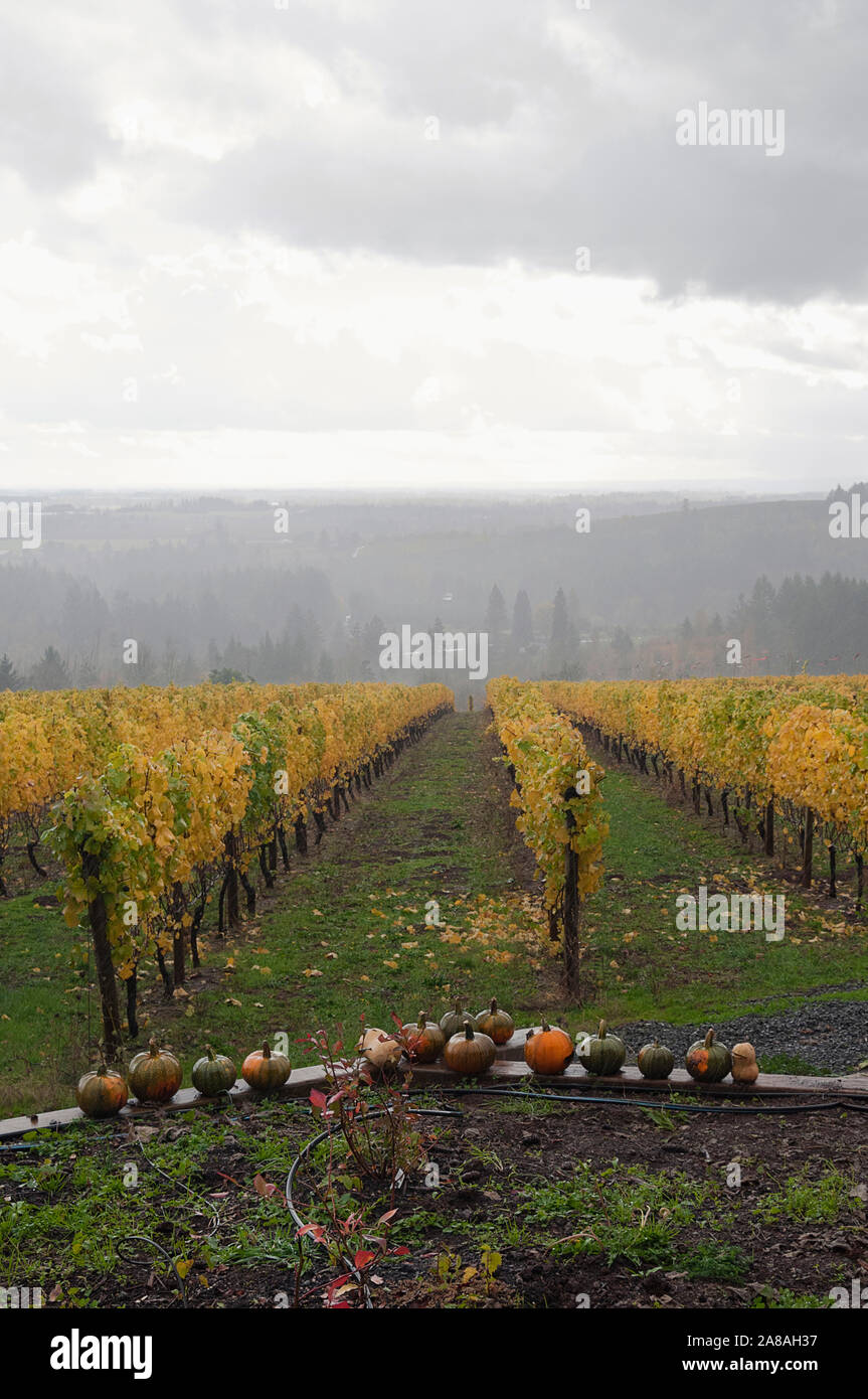 Vineyard in the Willamette Valley of Oregon. Stock Photo
