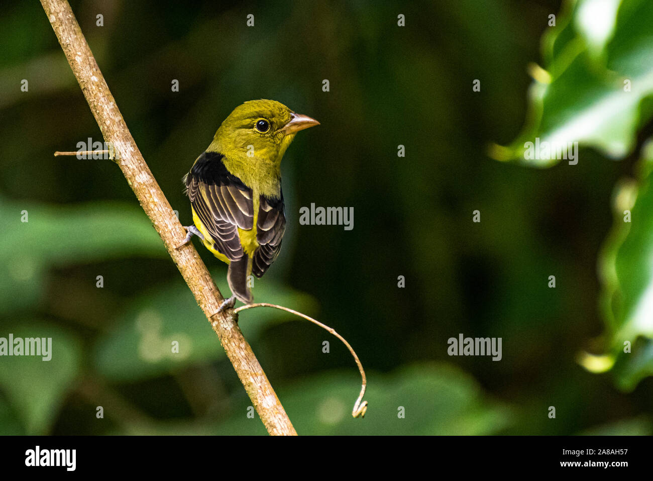 Little olive green bird perched with dark green background image taken in Panama Stock Photo