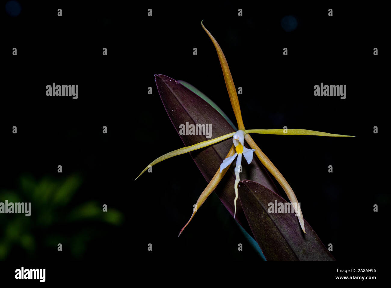 Epidendrum nocturnum, Night scented orchid with dark background image taken in Panama Stock Photo