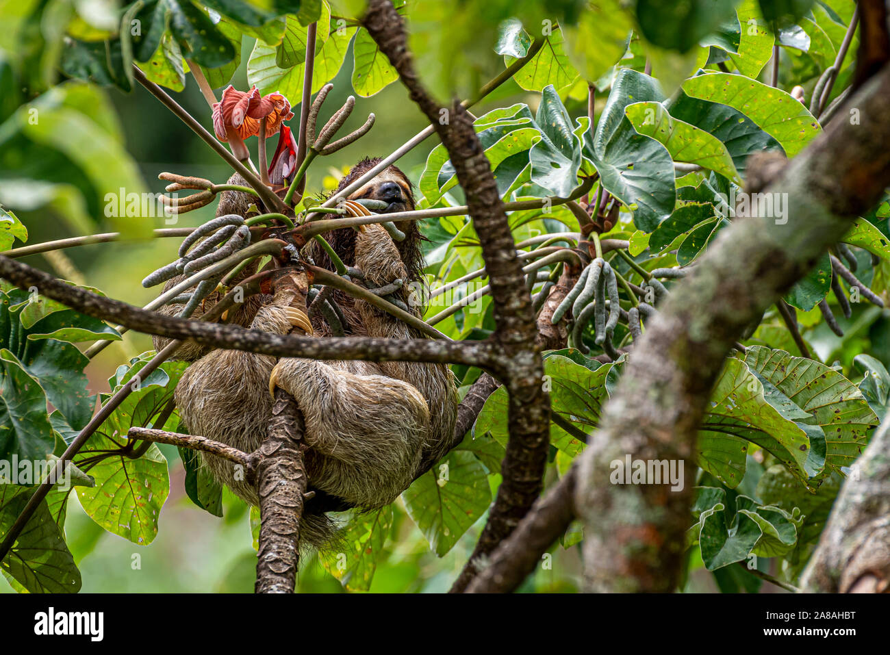Brown throated three toed sloth feeding on a Cecropia peltata tree image taken in Panamas rain forest Stock Photo