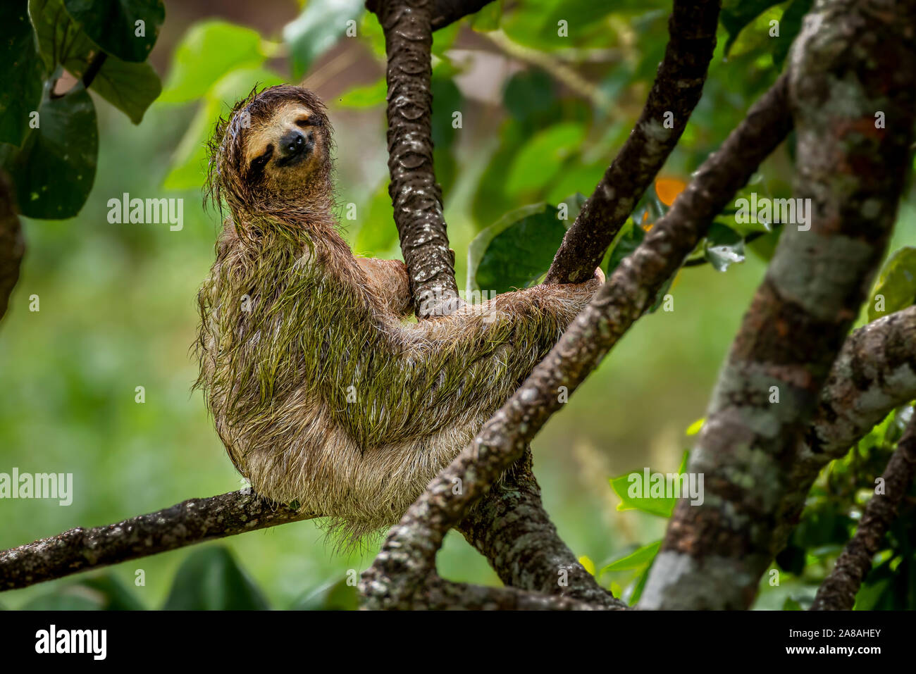 Brown throated three toed sloth image taken in Panamas rain forest Stock Photo