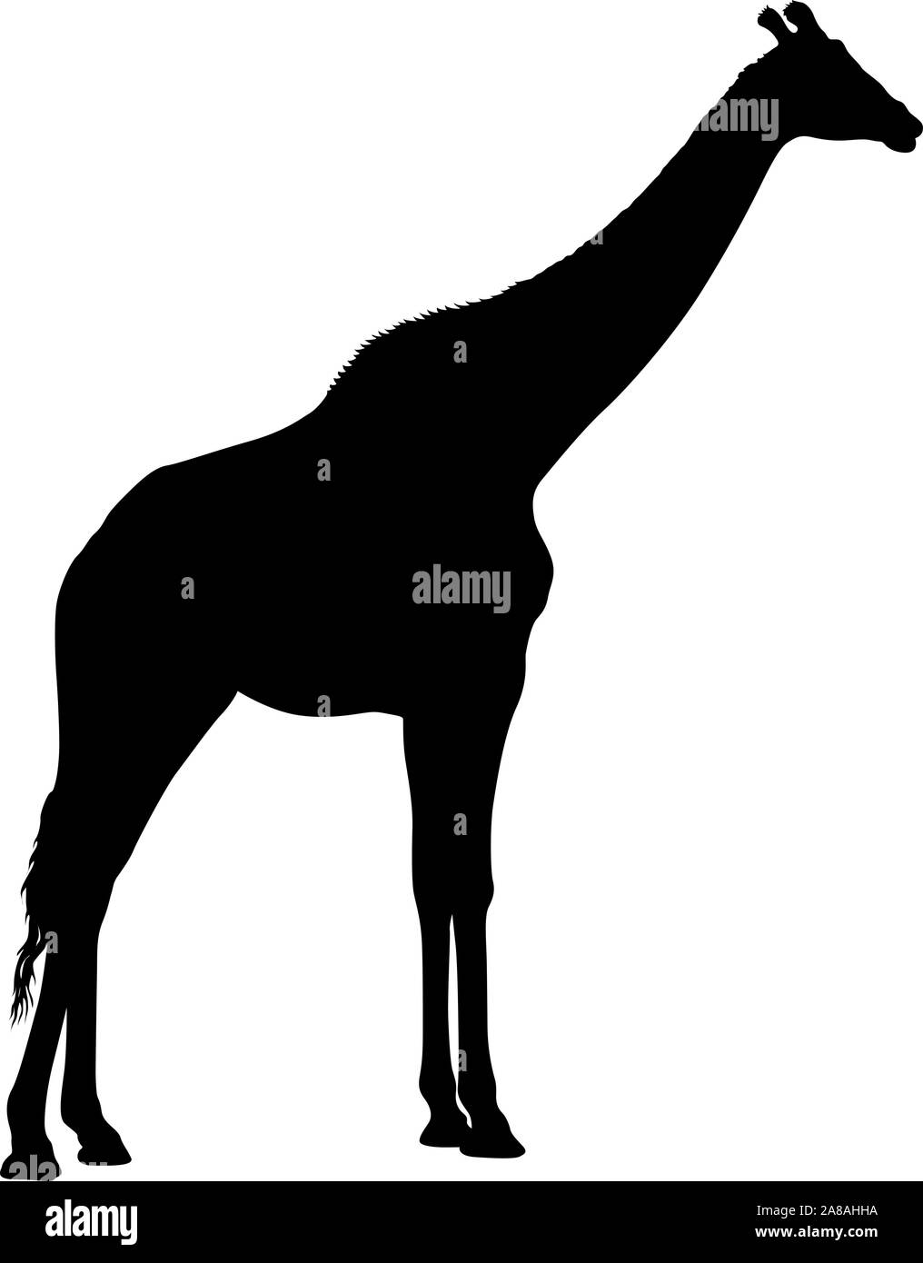 Silhouette of a high African giraffe on a white background Stock Vector ...