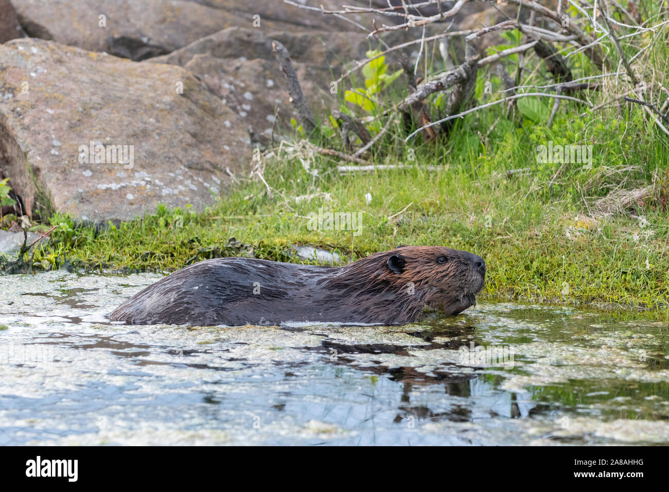 American beaver (Castor canadensis), swimming in pond, Minnesota, USA, by Dominique Braud/Dembinsky Photo Assoc Stock Photo