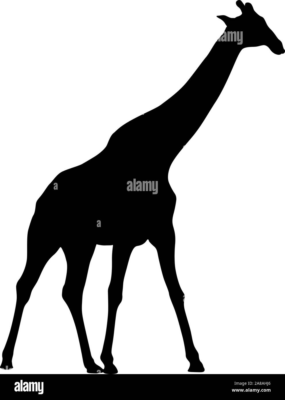 Silhouette of a high African giraffe on a white background. Stock Vector
