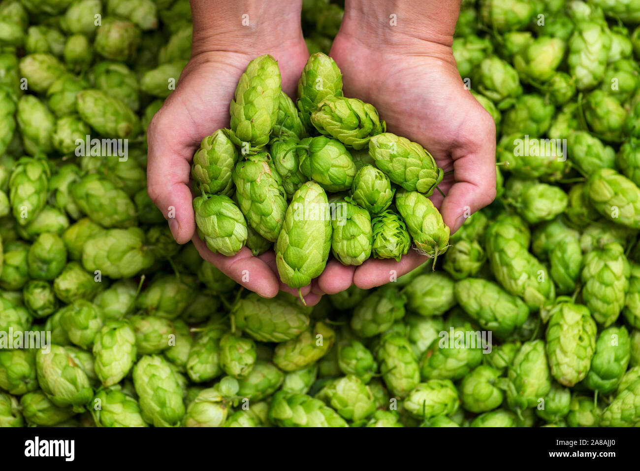 Green hops for beer. Man holding fresh hop in his hands. Craft beer ingredients at a brewery. Stock Photo