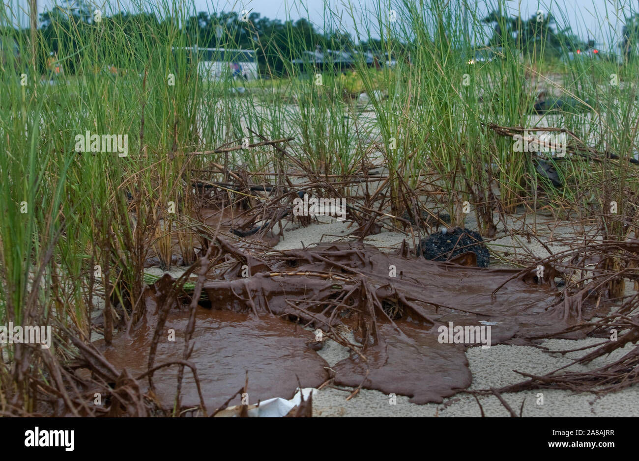 Oil from the BP oil spill accumulates in the grass beside the Ken Combs Pier in Gulfport, Mississippi, June 30, 2010. Stock Photo