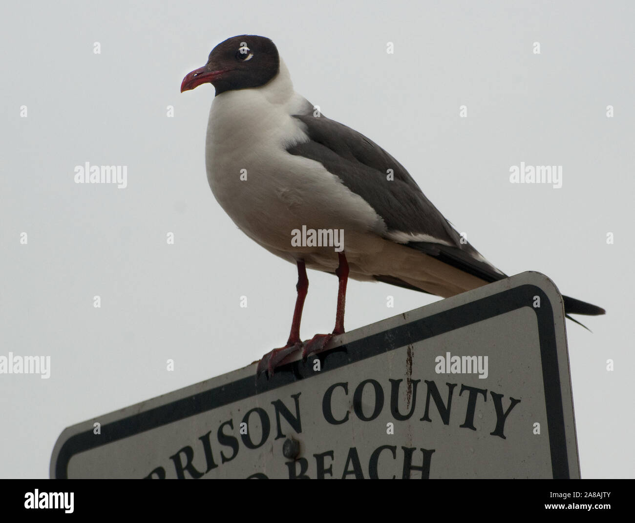 A laughing gull, with feet covered in oil from the BP oil spill, perches on a sign at Harrison County Sand Beach in Gulfport, Mississippi. Stock Photo