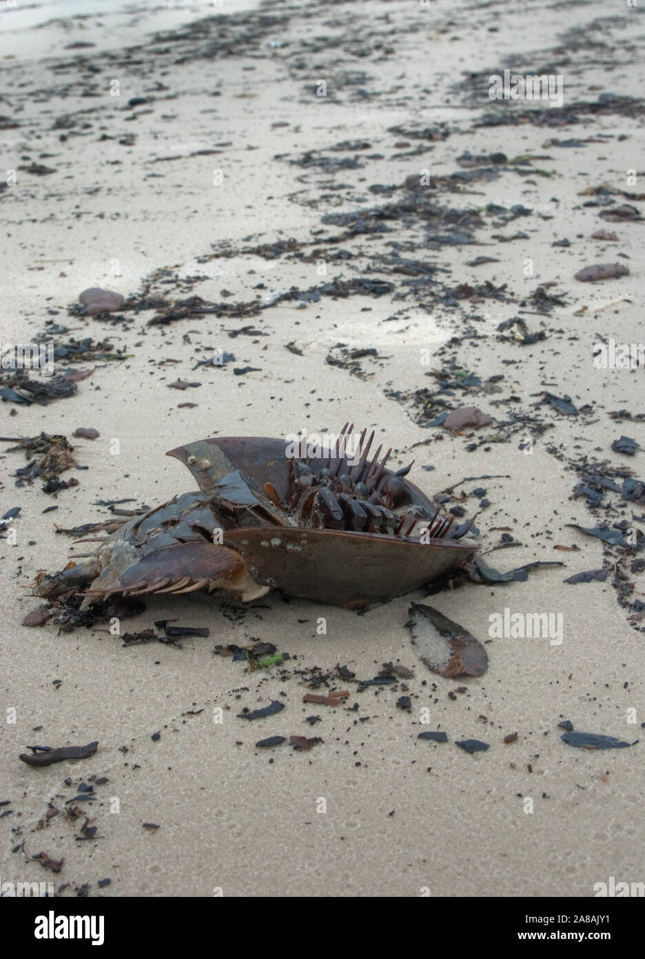 A dead horseshoe crab covered in oil lies on the beach, surrounded by oil tar balls from the BP oil spill, in Gulfport, Mississippi. Stock Photo