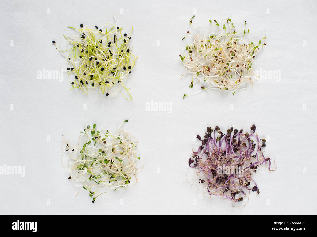 Micro greens on white background. Healthy eating concept of fresh sprouts.. Symbol of health and beauty. Stock Photo