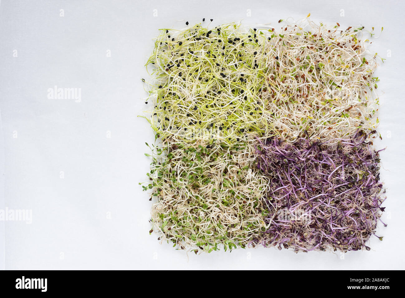 Sprouted seeds  on white background. Flat lay .Vegetable seeds for raw diet food, micro green healthy eating concept.Flat lay,horizontal. Stock Photo