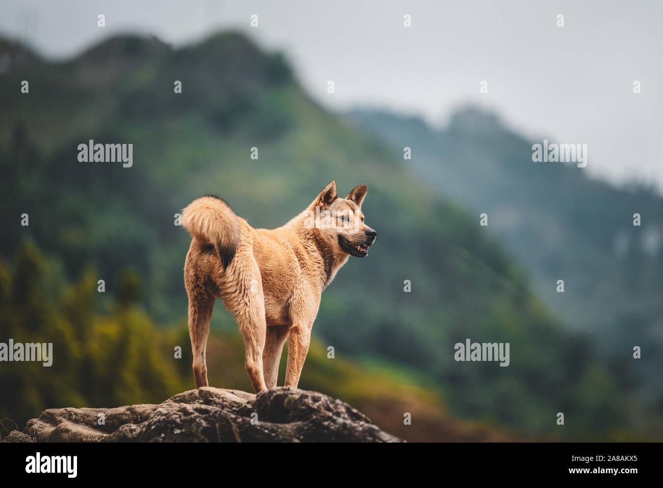 A lone stray dog found in the mountains around Sapa in Northern Vietnam, Asia. Stock Photo