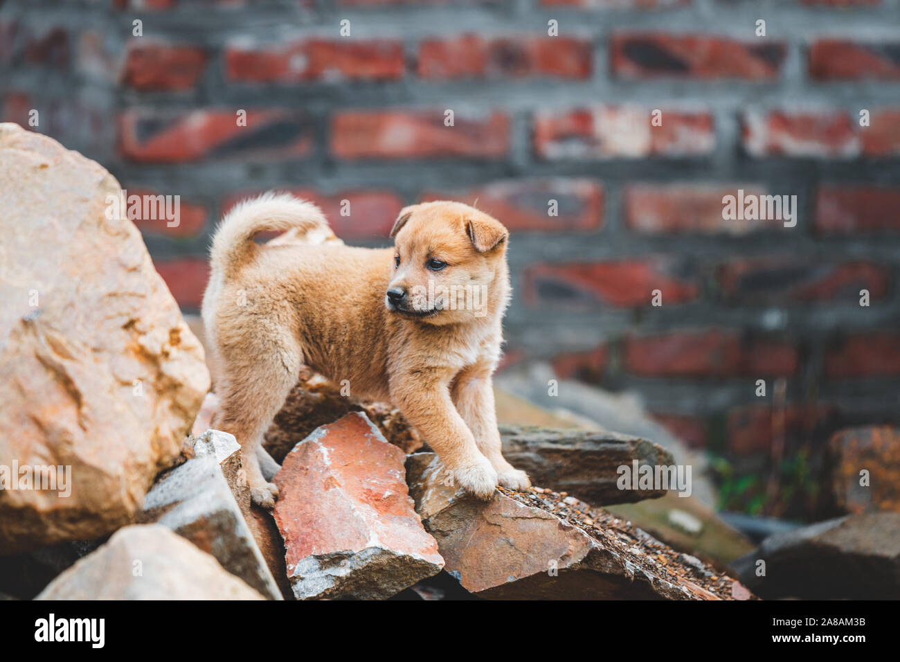 A cute lone abandoned puppy climbing on rubble after a house collapsed in Vietnam Stock Photo