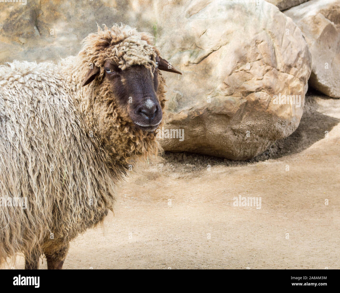 a mature Navajo churro sheep in a rocky barnyard looking toward the camera with copy space Stock Photo