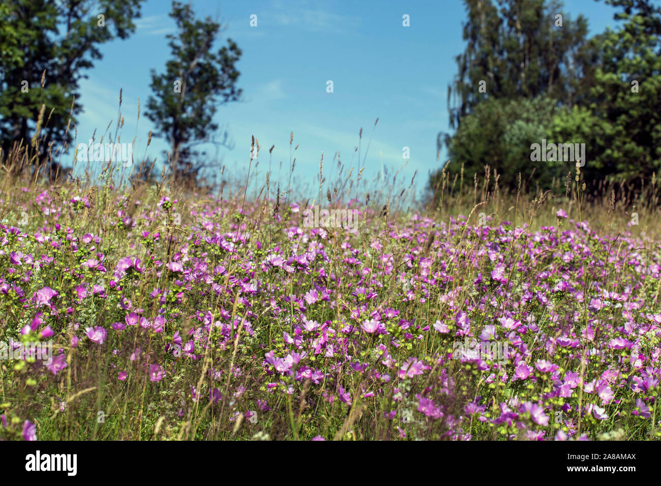 Malva sylvestris is a species of the mallow in the family of Malvaceae Stock Photo