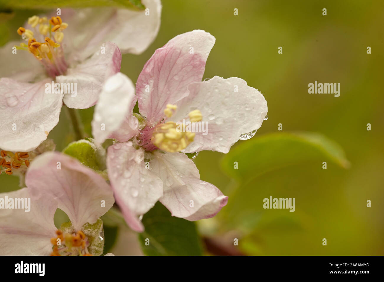 Apple tree Blossom 6 Stock Photo Alamy