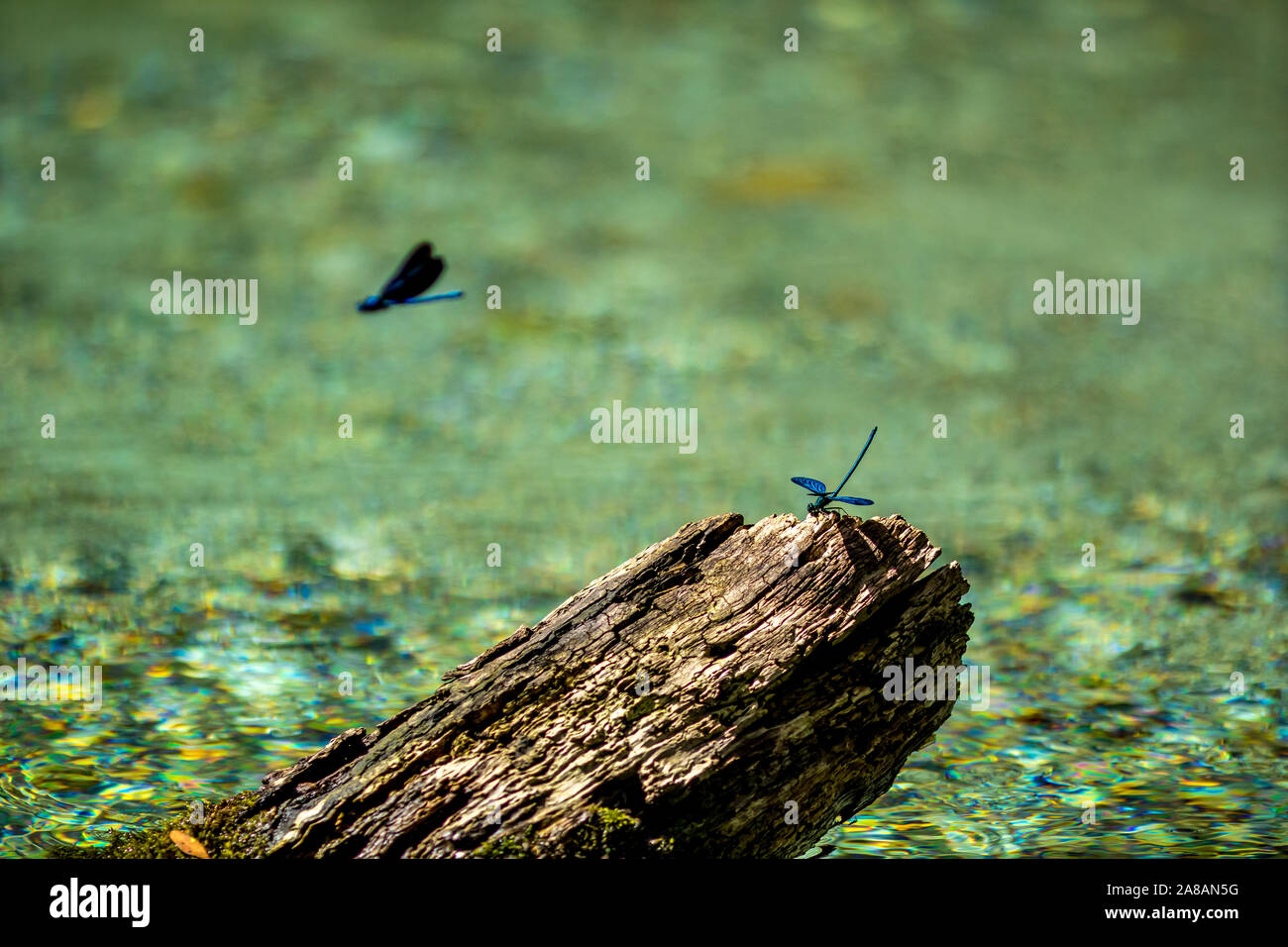 Banded demoiselle dragonfly, a.k.a. Calopteryx Virgo, close-up shot against natural green background, beautiful bokeh, sunny springtime day near Blue Stock Photo