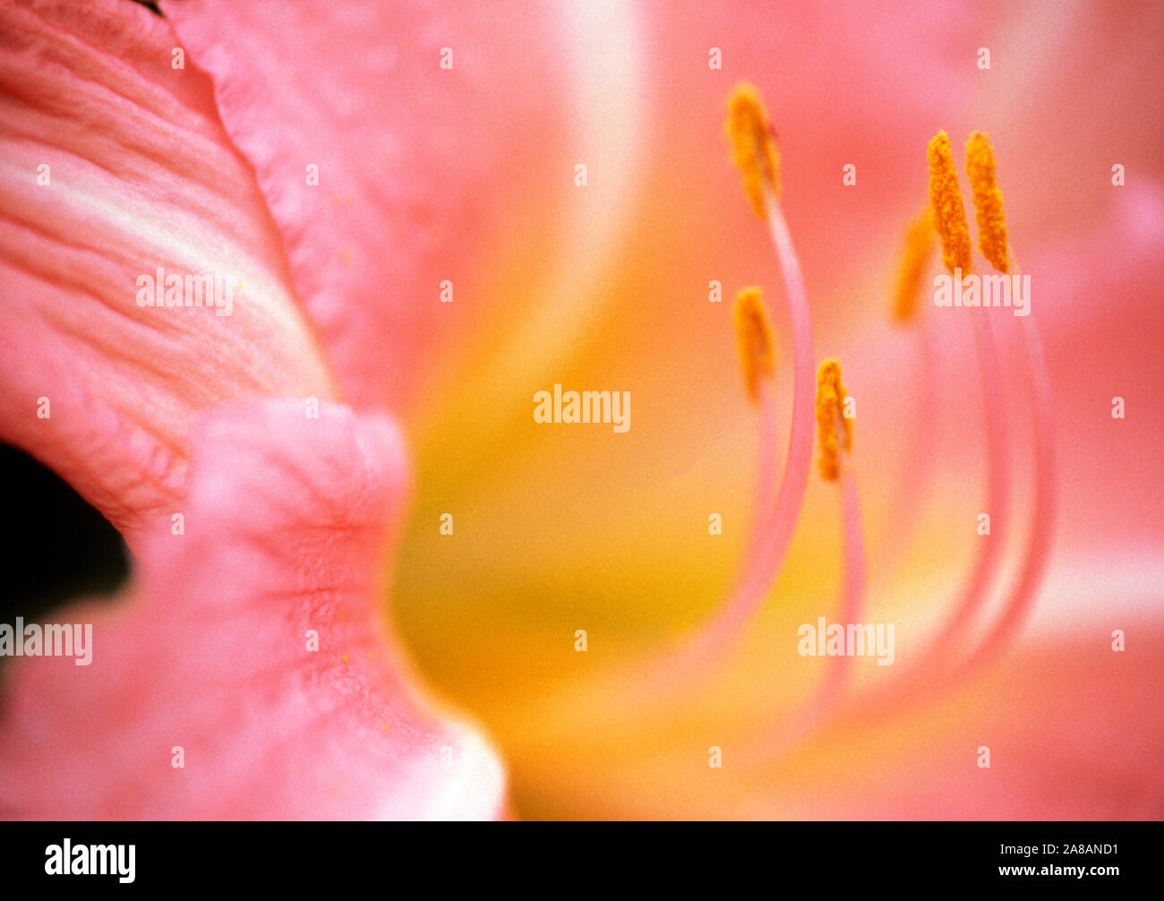 Extreme close-up of pink flower with stamen Stock Photo