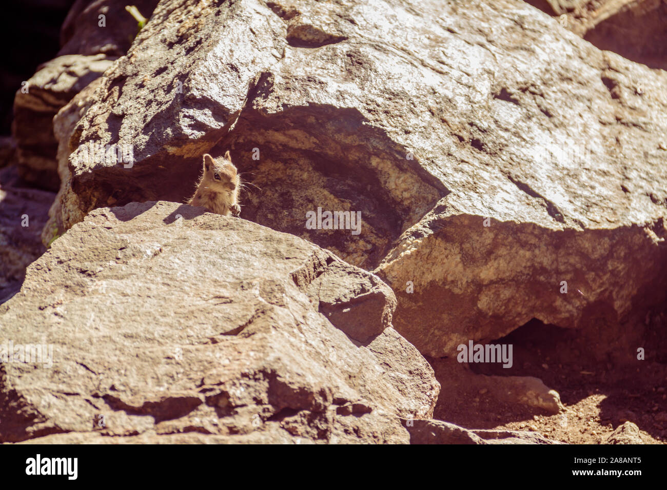 A chipmunk peeking out over rocks near Fish Creek Falls in Colorado Stock Photo