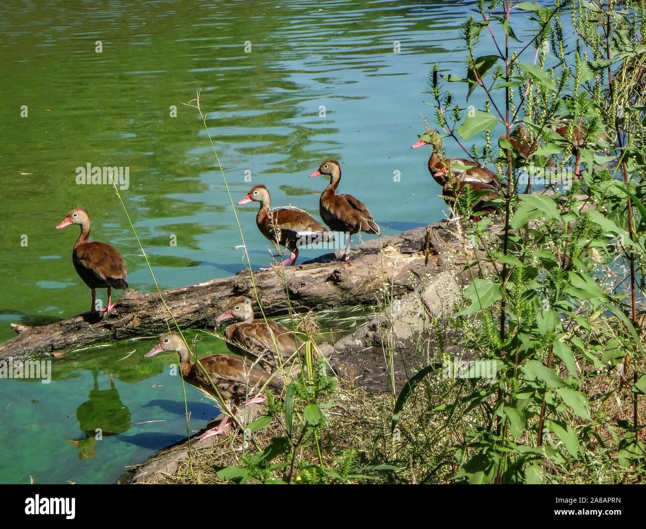 Audubon park hires stock photography and images Alamy