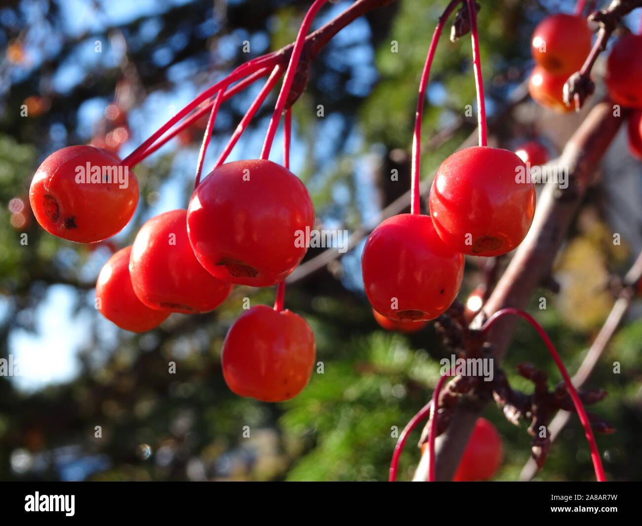 red berries from winterberry holly (Actaea Rubra) in Minnesota during autumn Stock Photo
