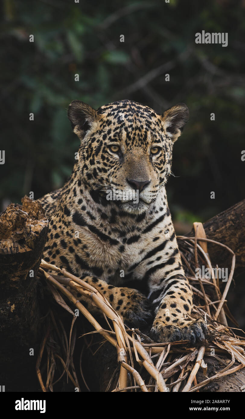 Wild Jaguar portrait from North Pantanal, Brazil Stock Photo