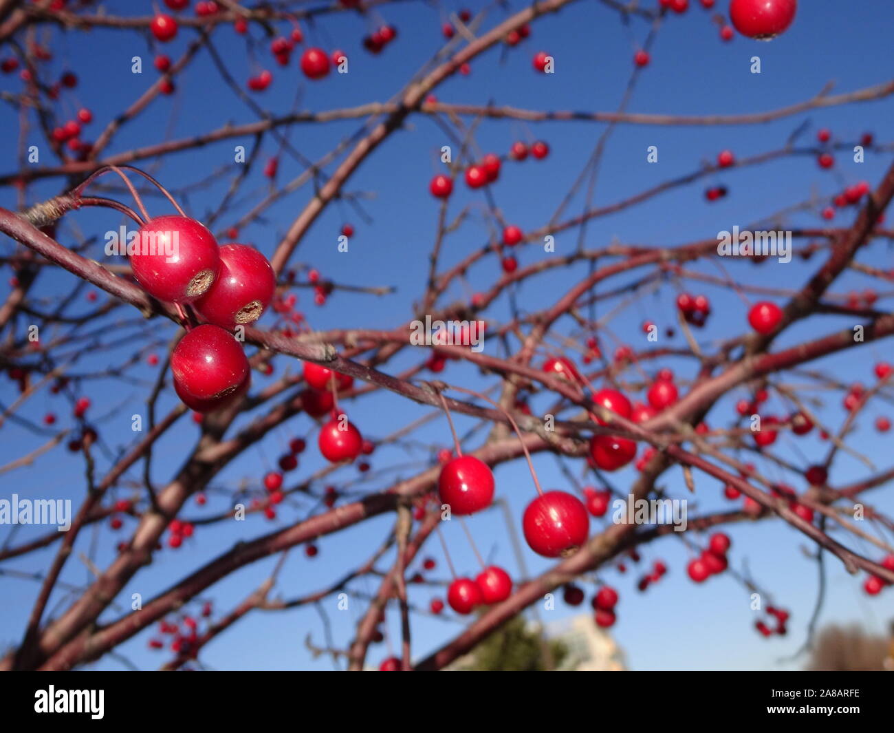 red berries from winterberry holly (Actaea Rubra) in Minnesota during autumn Stock Photo