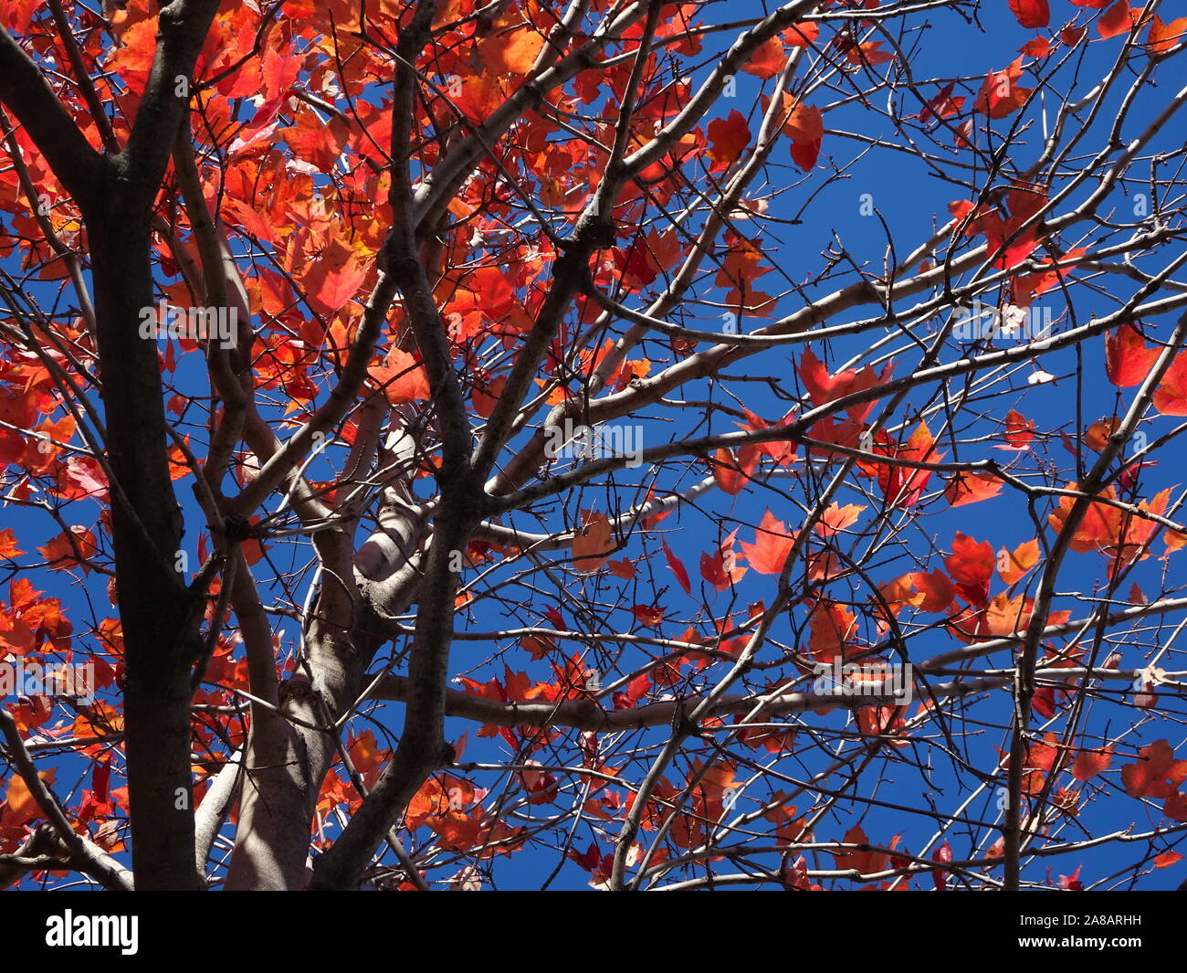 red berries from winterberry holly (Actaea Rubra) in Minnesota during autumn Stock Photo