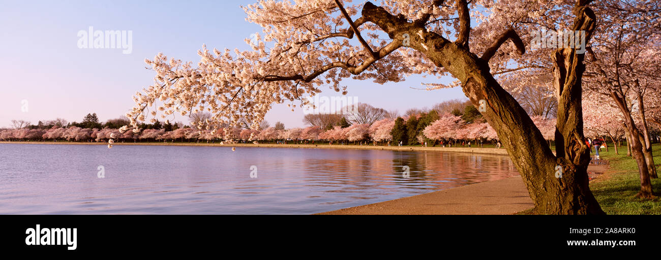 Cherry blossom tree along a lake, Potomac Park, Washington DC, USA Stock Photo
