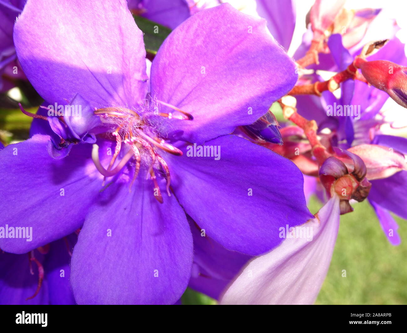 Pretty purple flowers of the Tibouchina lepidota ( Ecuador Princess ) Stock Photo