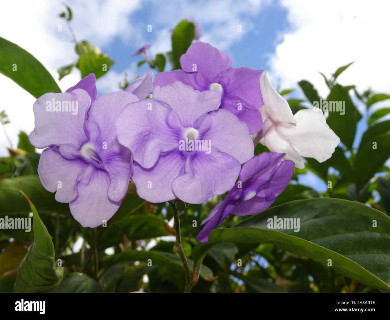 pretty purple flowers on a tree in Florida Stock Photo