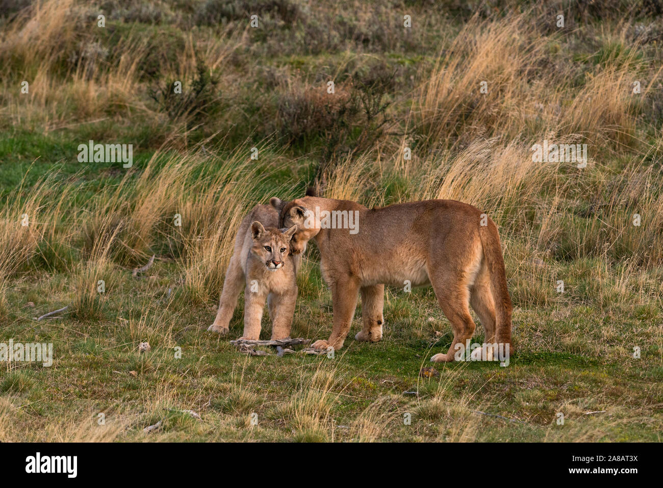 A Puma family near Torres del Painel Chile Stock Photo