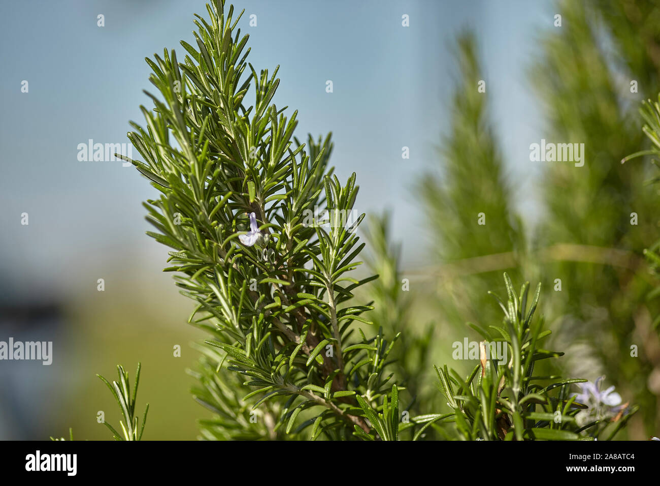 Rosemary cultivation 2 Stock Photo Alamy