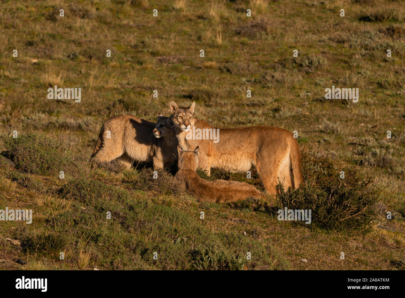 A Puma family near Torres del Painel Chile Stock Photo