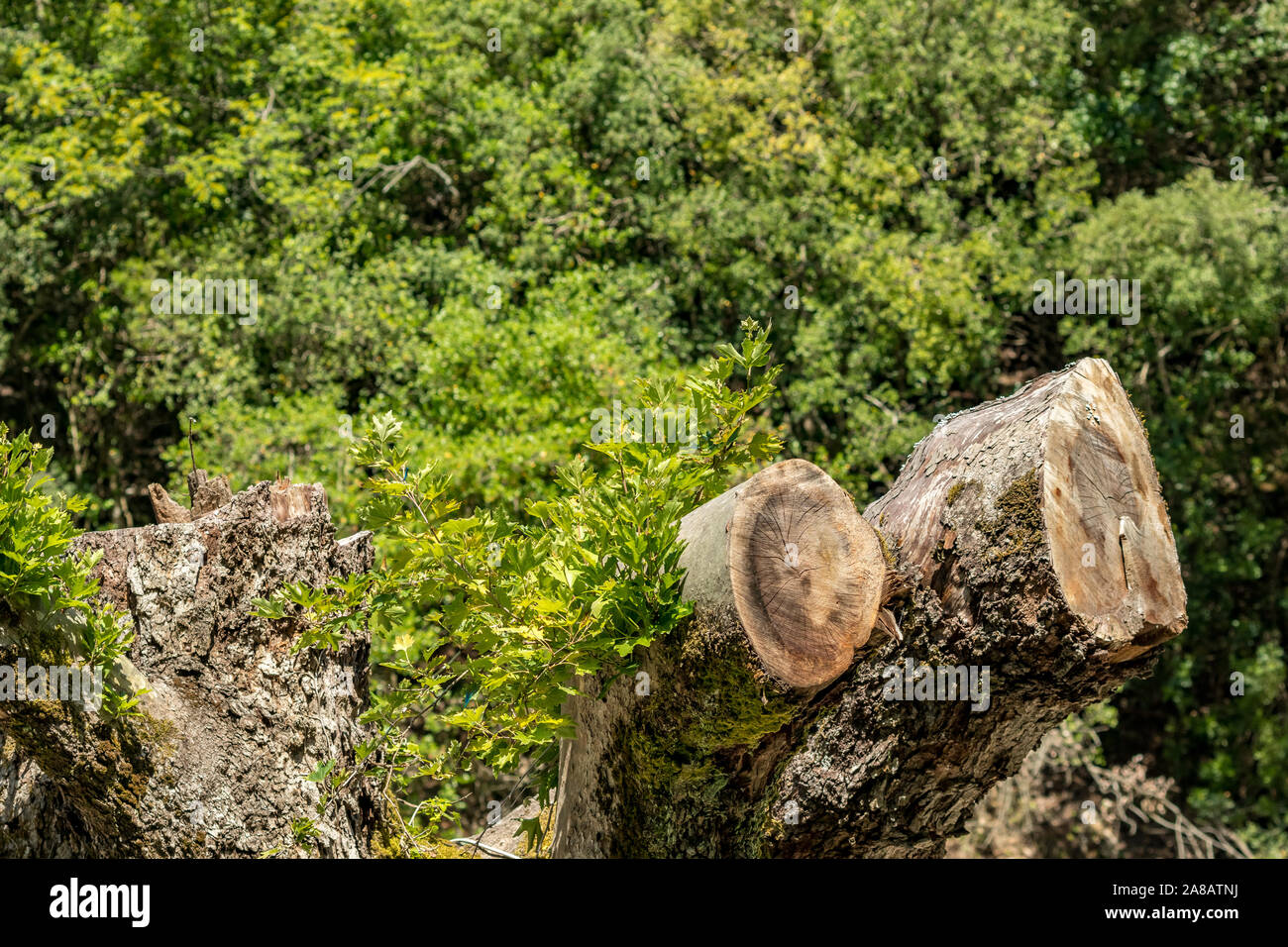 Dry Tree Three Branches Cut In A Green Spring Forest With Lush Green Trees On Blue Sky Background Climate Change Drought And Death Dying Nature Con Stock Photo Alamy