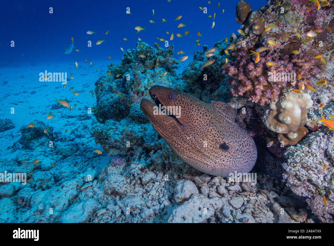 Giant moray eel in coral reef Stock Photo Alamy
