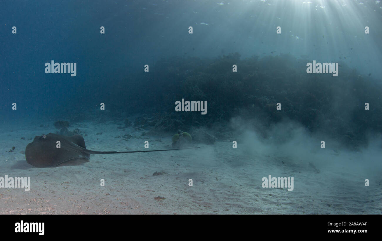 Stingray in shallow water while scubadiving Stock Photo Biology Diagrams