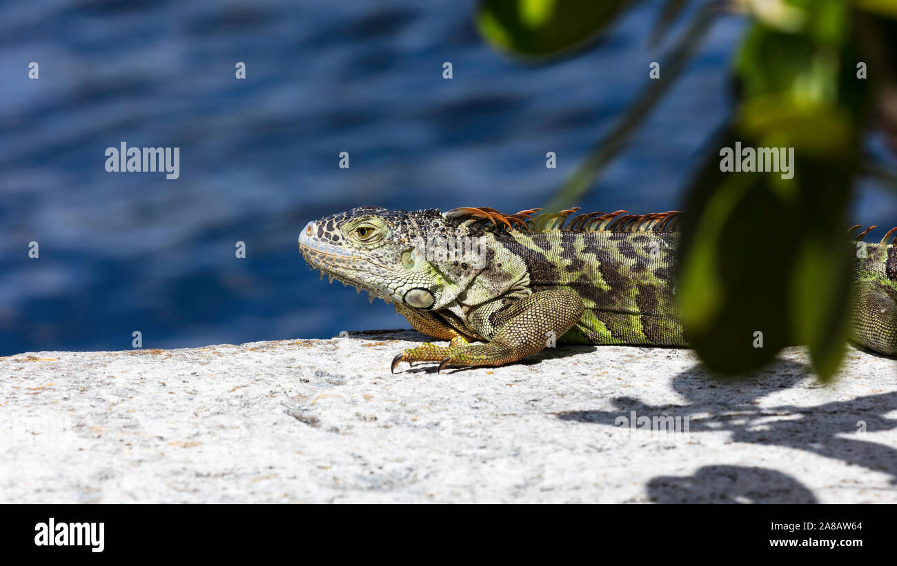 Green iguana on top of  the wall, portrait, water in the background, Florida, USA Stock Photo