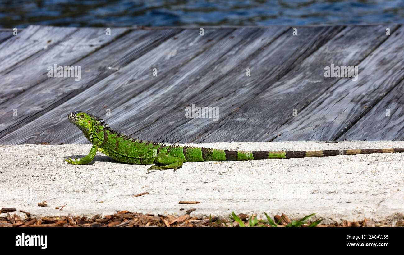 Iguana lying stretched out on the pier, Florida, USA Stock Photo