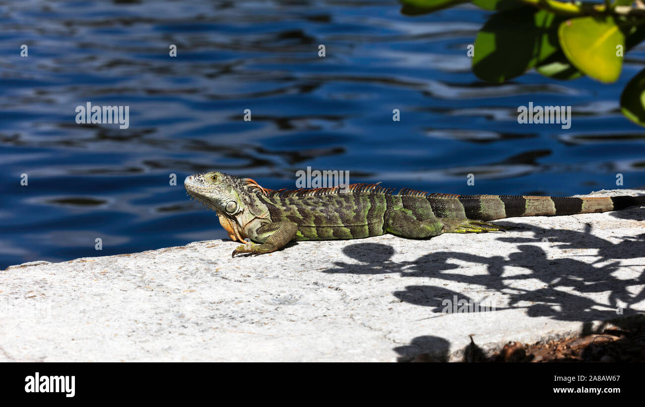 Green iguana on top of  the wall, water in background, Florida, USA Stock Photo