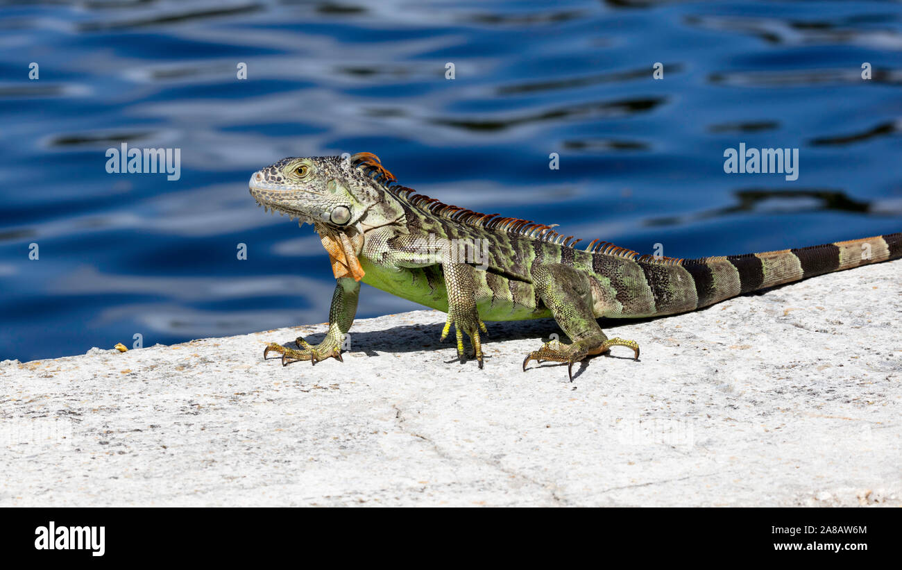 Green iguana on top of  the wall, water in the background, Florida, USA Stock Photo