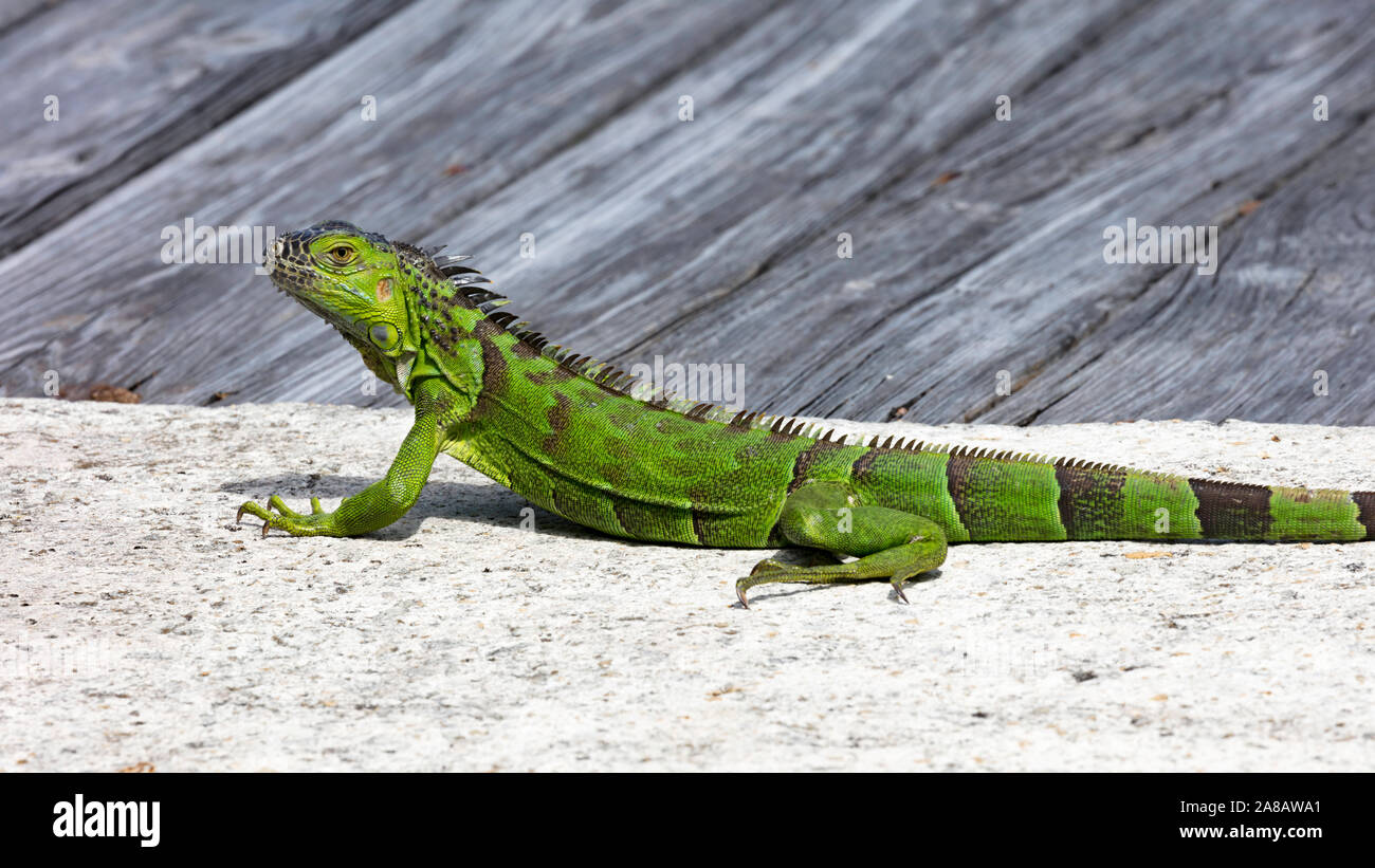 Iguana lying stretched out seen from the side, Florida, USA Stock Photo