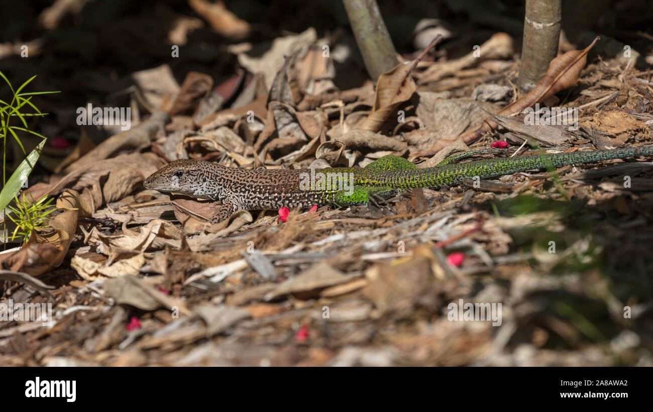 Lizard, Ameiva ameiva, growling on the ground, Florida, USA Stock Photo