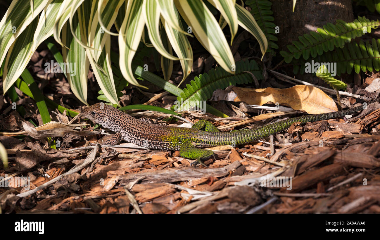 Lizard, Ameiva ameiva, growling on the ground, Florida, America Stock Photo