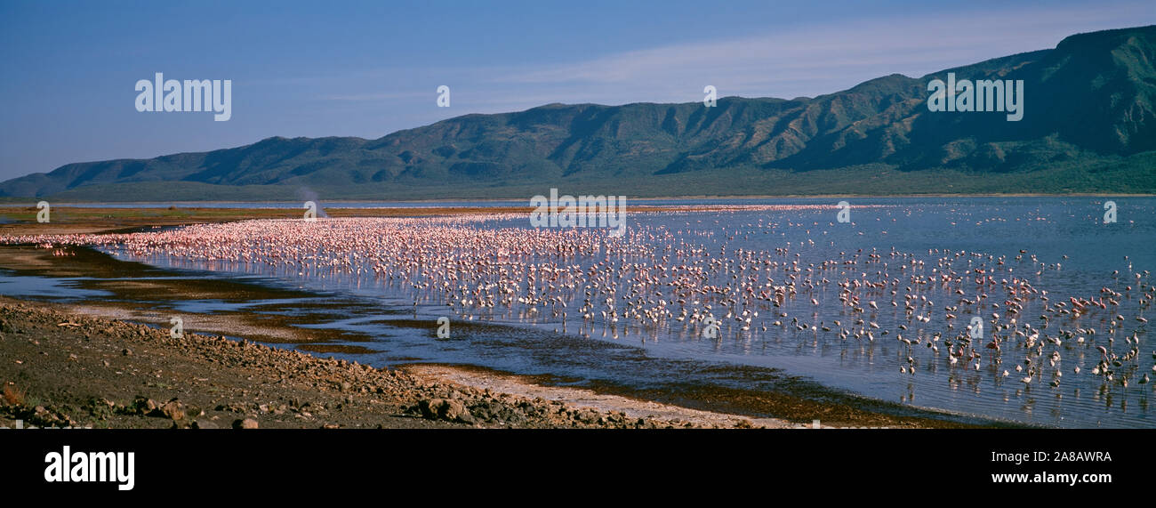 Flock Of Flamingo In The Lake, Lake Bogoria National Park, Kenya, Africa Stock Photo