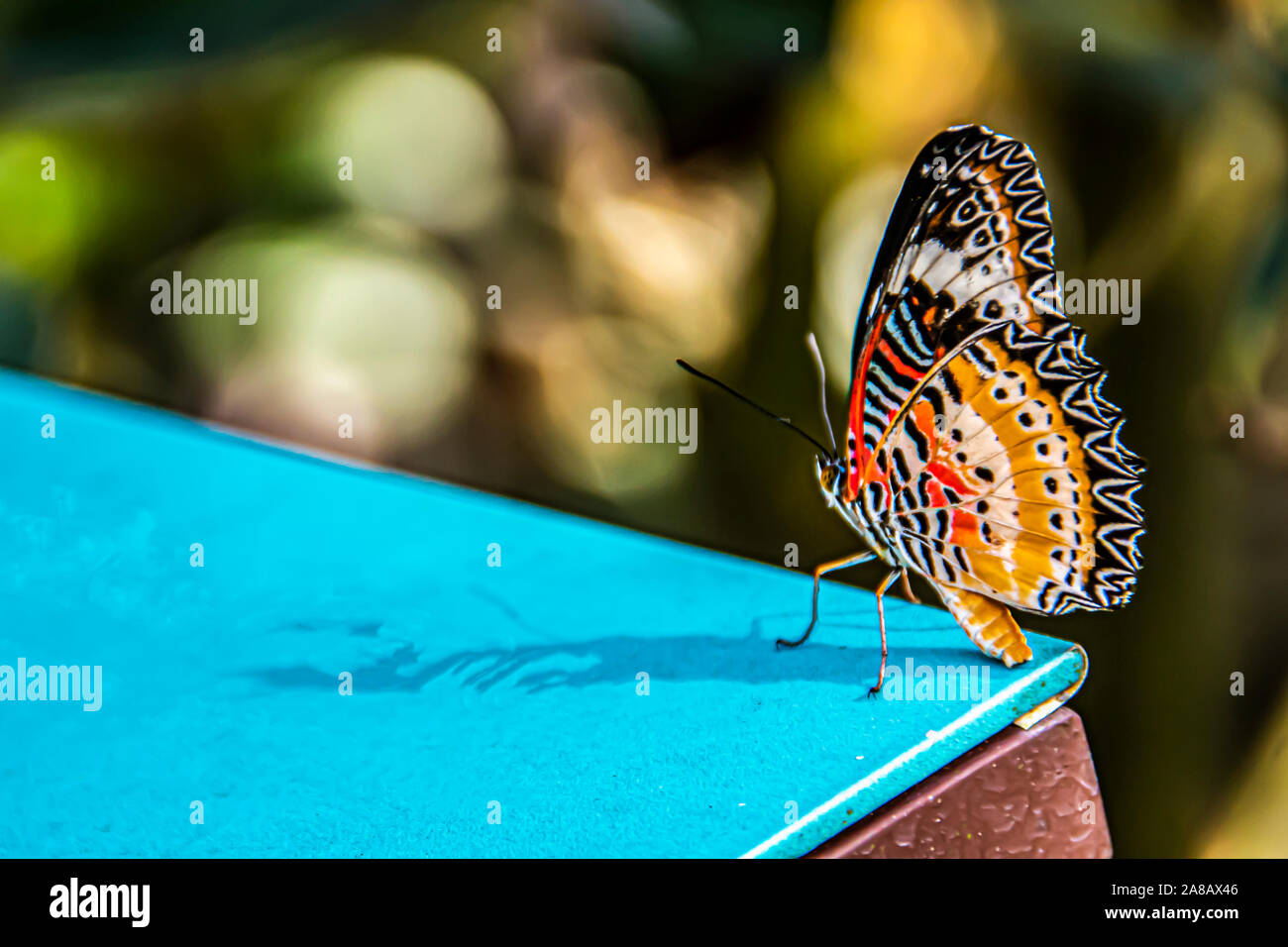 Close-up of butterfly with multicolored wings posing on a table Stock Photo