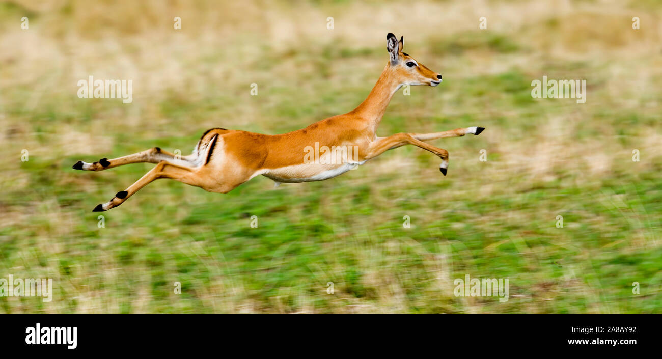 Leaping springbok hi-res stock photography and images - Alamy