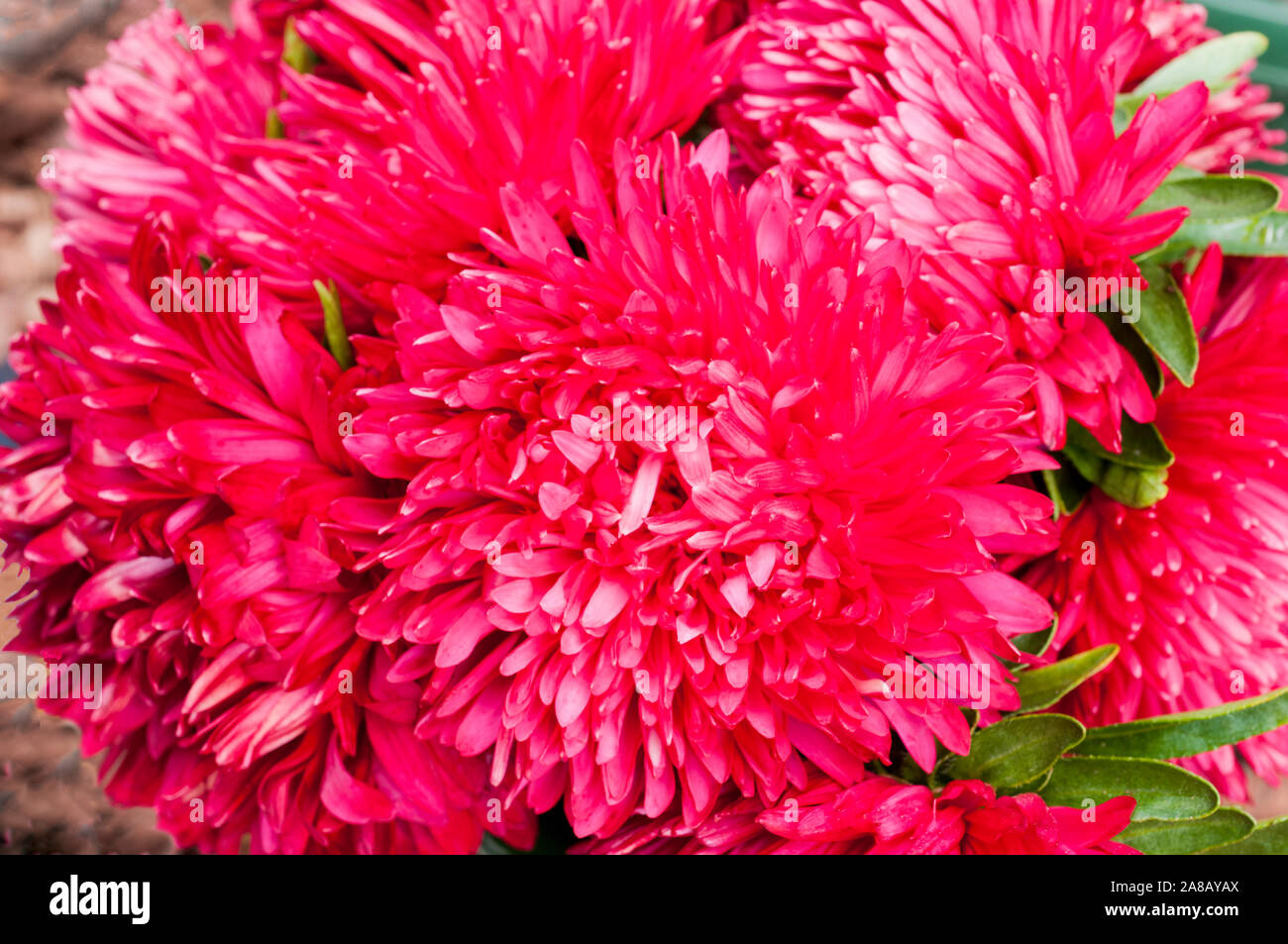 Close up of Aster flower head Red Gala series  A variety of the fully double pincushion type  An annual that is ideal as a cut flower.. Stock Photo